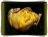 Tulipan, Rosa