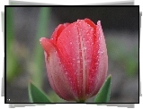 Tulipan, Płatki, Krople, Rosa, Makro