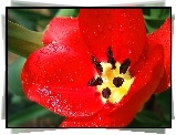 Tulipan, Rosa