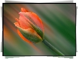Tulipan, rozmycie