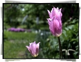 Różowy, Tulipan, Kwiat