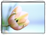 Różowy, Tulipan, Kwiat