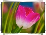 Różowy, Tulipan, Liście