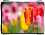 Rozświetlony, Czerwono-żółty, Tulipan