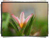 Rozwinięty, Tulipan, Kwiat