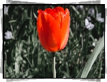 Tulipan, Czerwony, Tło, Szary