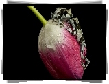 Tulipan, Krople, Żaby, Amazońskie żaby mleczne
