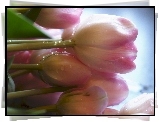 Wiązanka, Tulipanów, Rosa