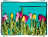 Kolorowe, Tulipany, Deski, Niebieskie
