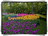 Kolorowe, Tulipany, Drzewa, Park