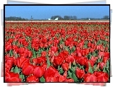 Tulipany