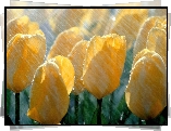 Tulipany