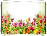 Tulipany