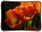 Tulipany