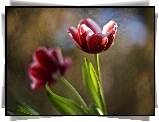 Tulipany