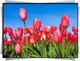 Tulipany