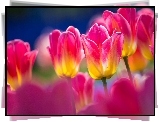 Tulipany