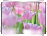 Tulipany