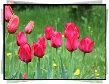 Tulipany