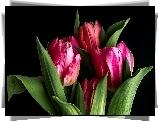 Tulipany