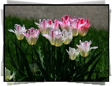 Tulipany