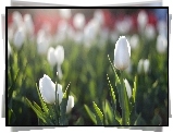 Tulipany