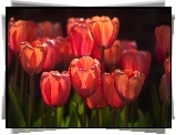Tulipany
