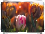 Tulipany