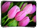 Tulipany