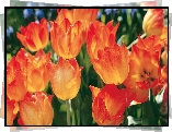 Tulipany