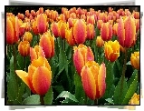 Tulipany