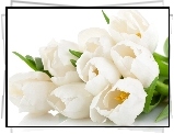 Tulipany