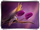 Tulipany