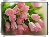 Tulipany