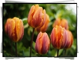 Tulipany