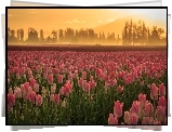 Tulipany