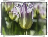 Tulipany