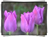 Tulipany