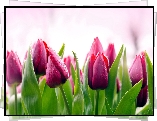 Tulipany
