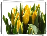 Tulipany