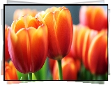 Tulipany