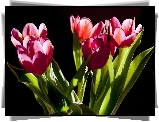 Tulipany