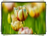 Tulipany