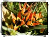 Tulipany