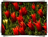 Tulipany