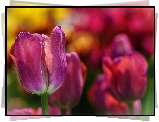 Tulipany
