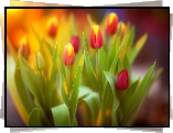 Tulipany