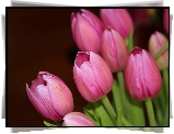 Tulipany