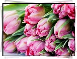 Tulipany