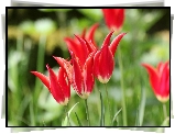 Tulipany